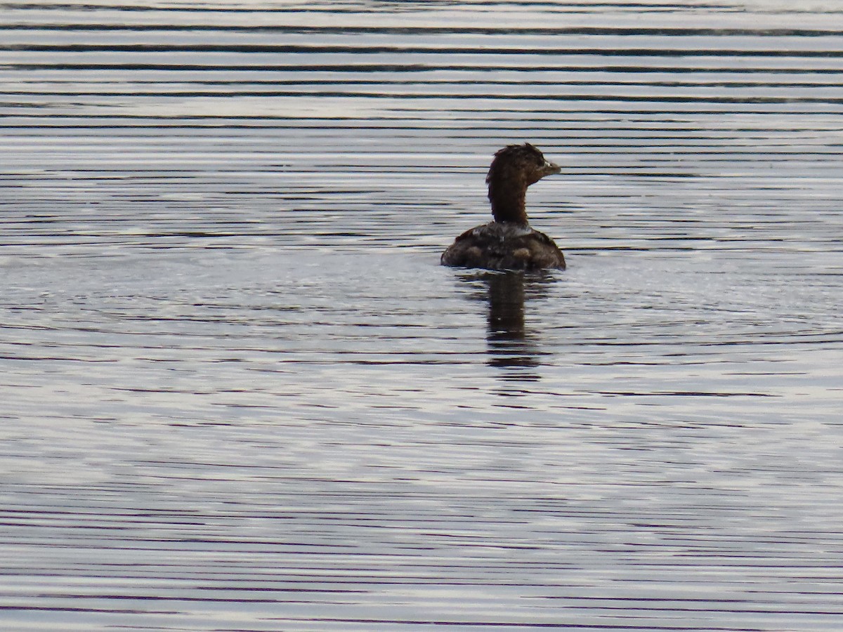 ringnebbdykker - ML646745378