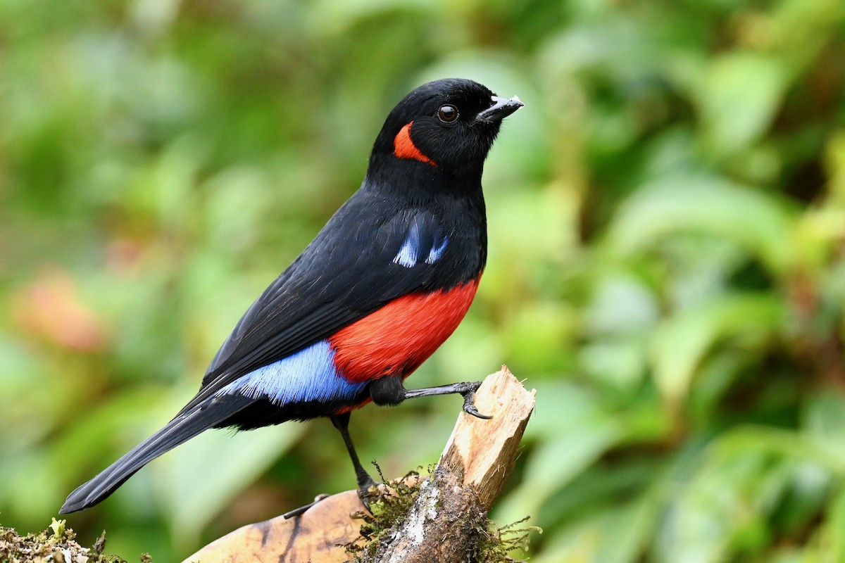 Scarlet-bellied Mountain Tanager - ML646745380