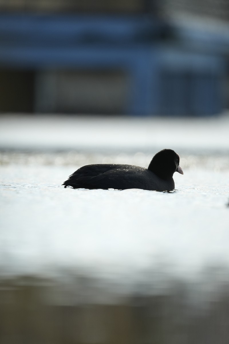 Халзан түнжүүр - ML646745381