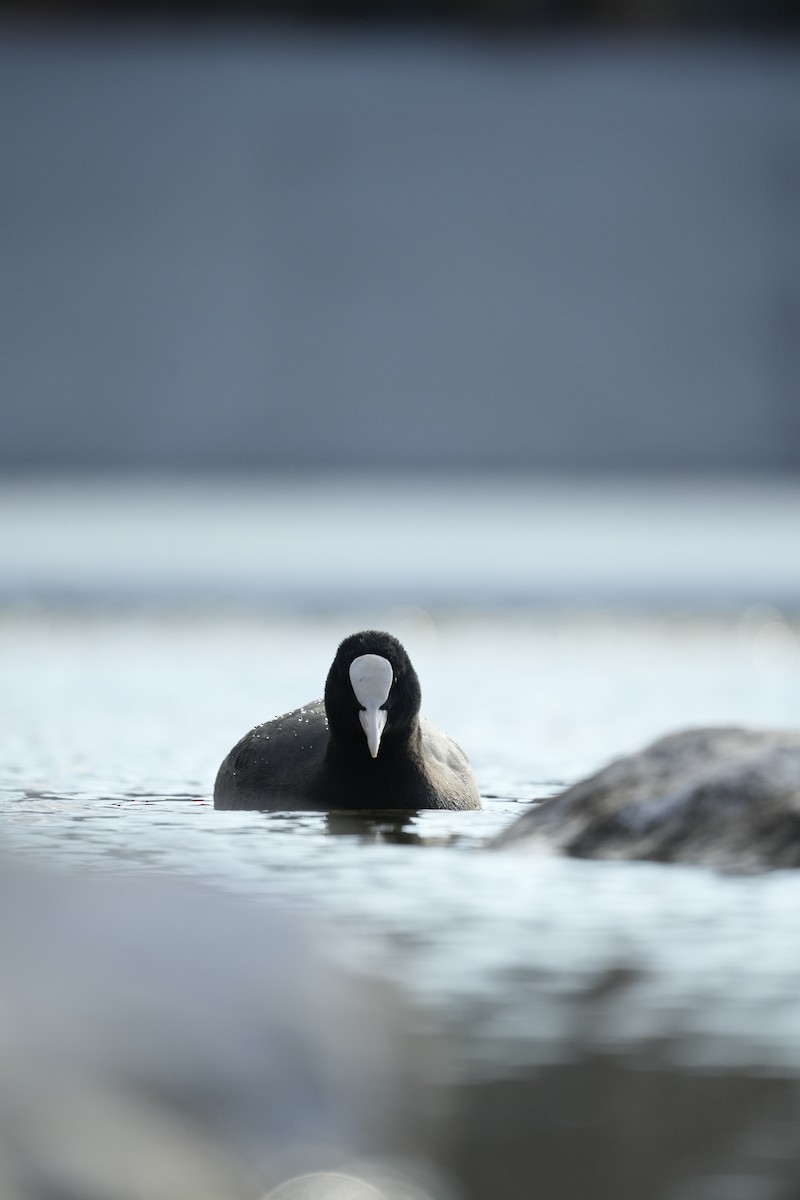 Халзан түнжүүр - ML646745382