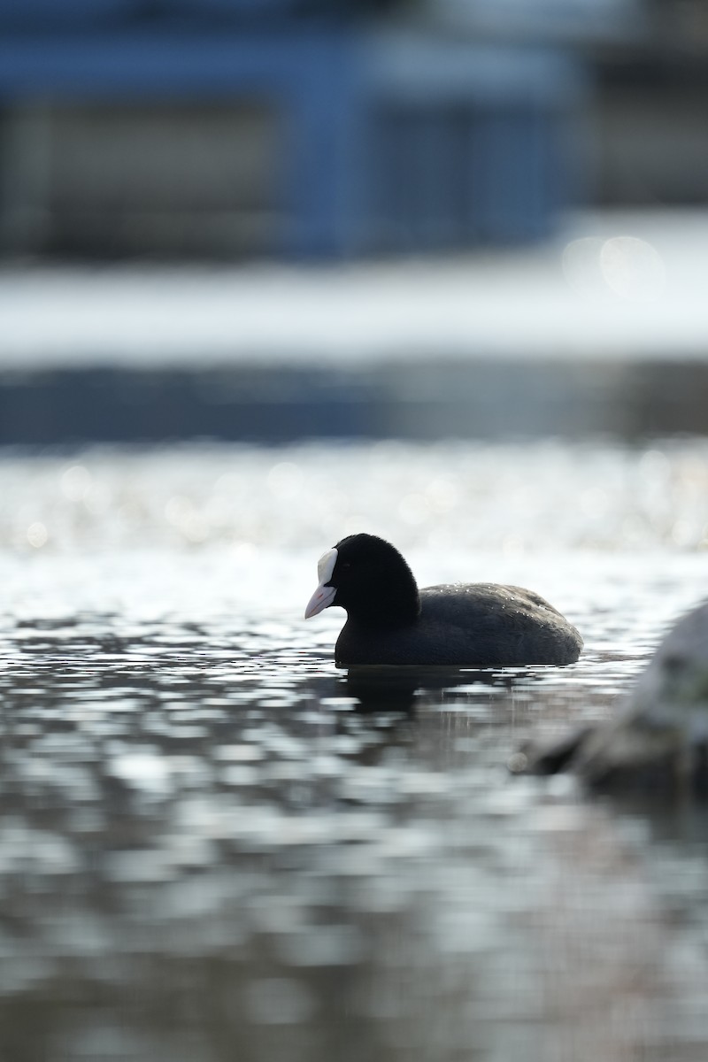 Халзан түнжүүр - ML646745383