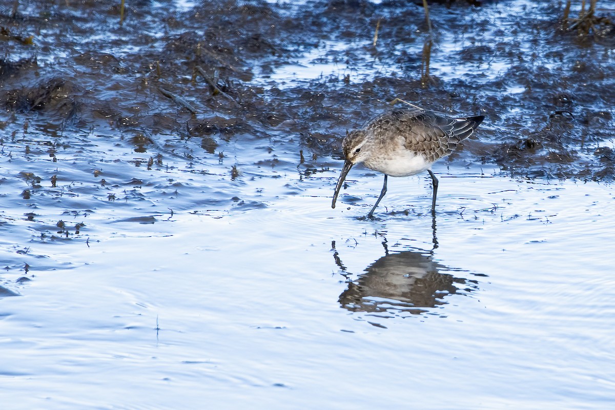 Piovanello comune - ML646745384