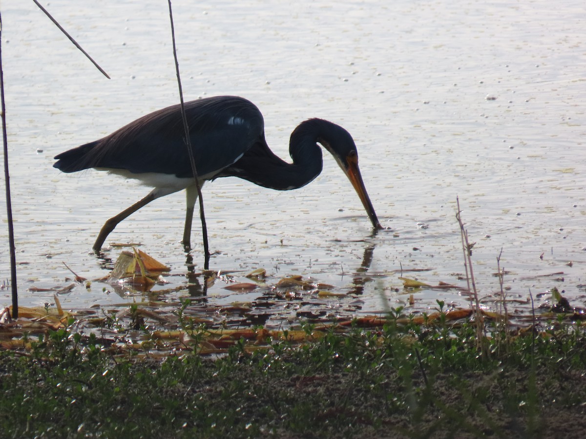 prakthegre - ML646745392