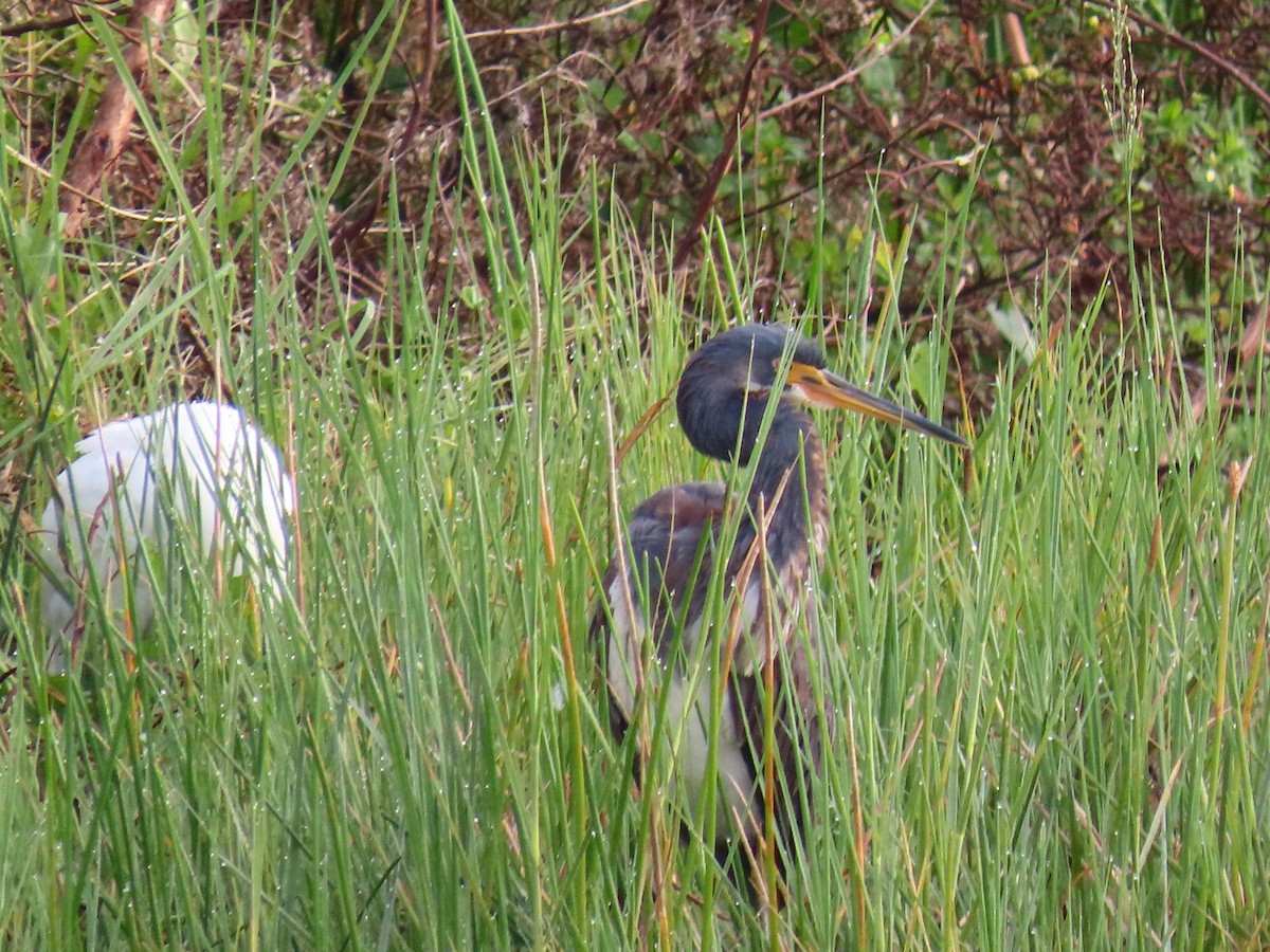 prakthegre - ML646745393