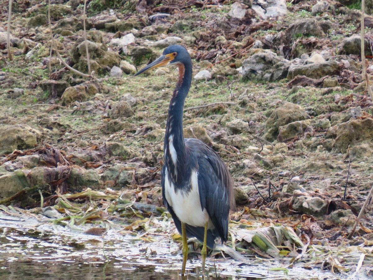 prakthegre - ML646745394