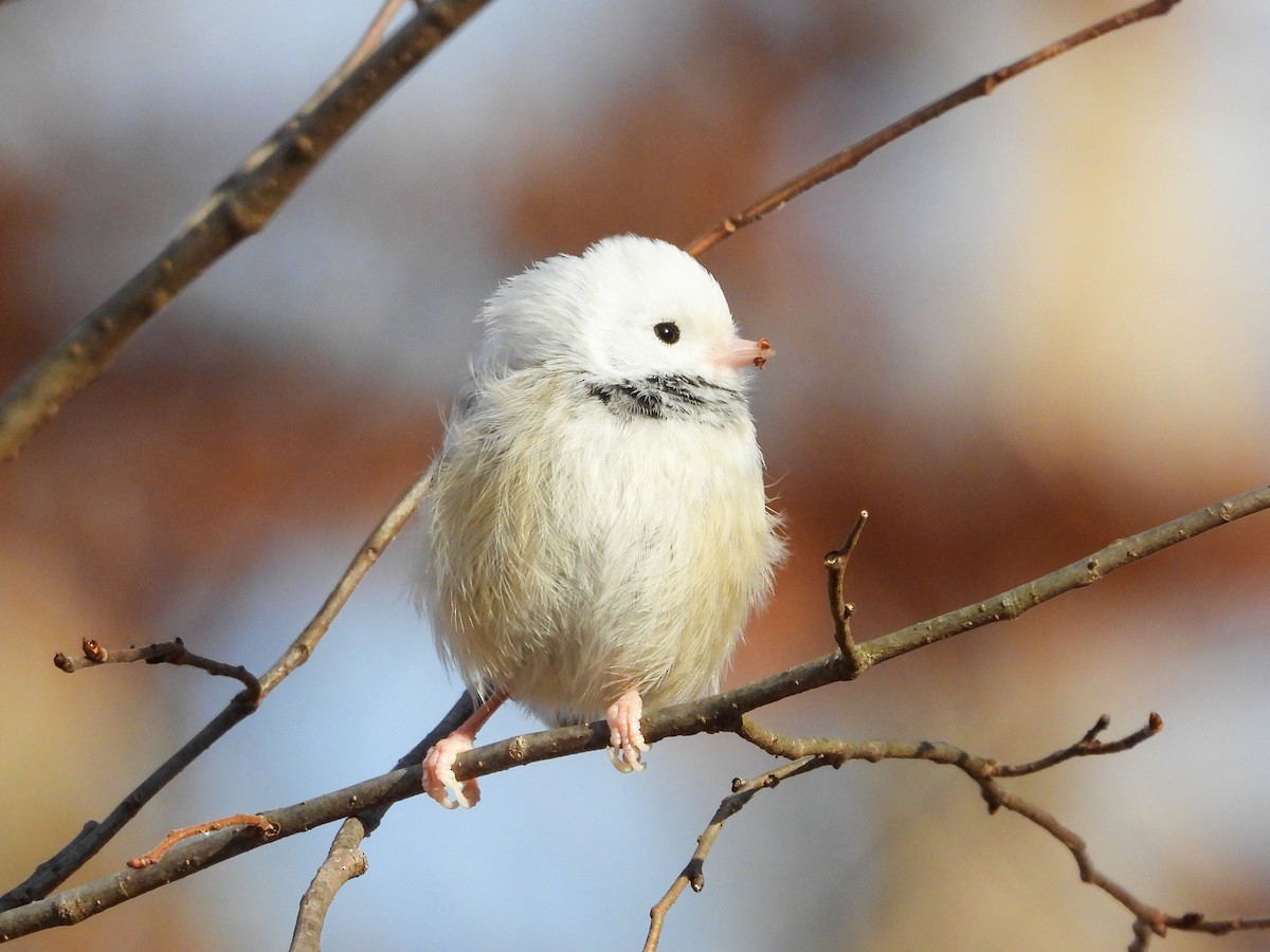 Black-capped Chickadee - ML646745398