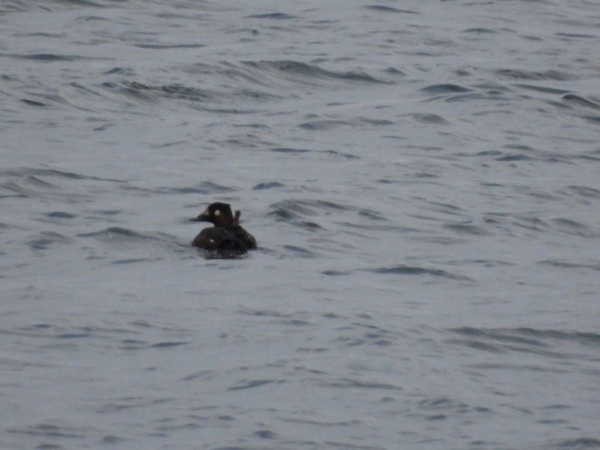 קטיפנית לבנת-כנף - ML646745400