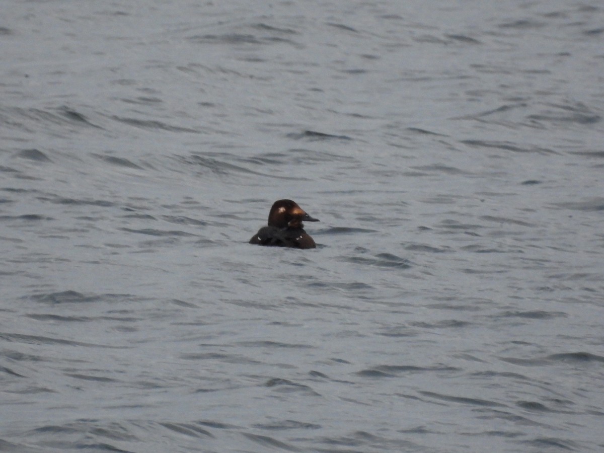 קטיפנית לבנת-כנף - ML646745401