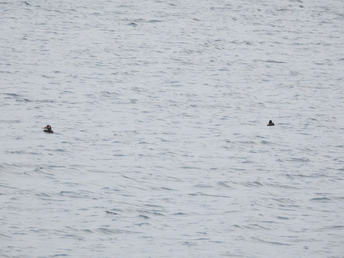 קטיפנית לבנת-כנף - ML646745402