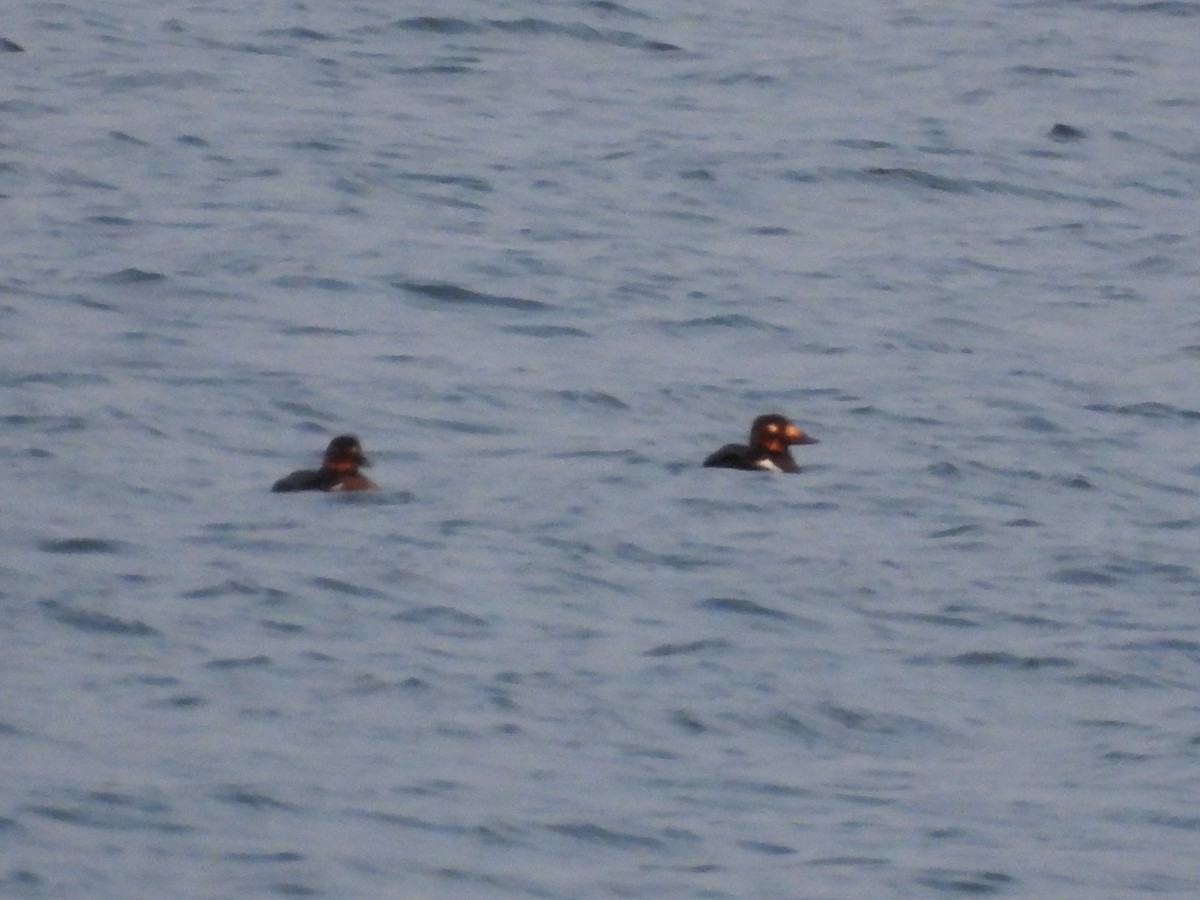 קטיפנית לבנת-כנף - ML646745403