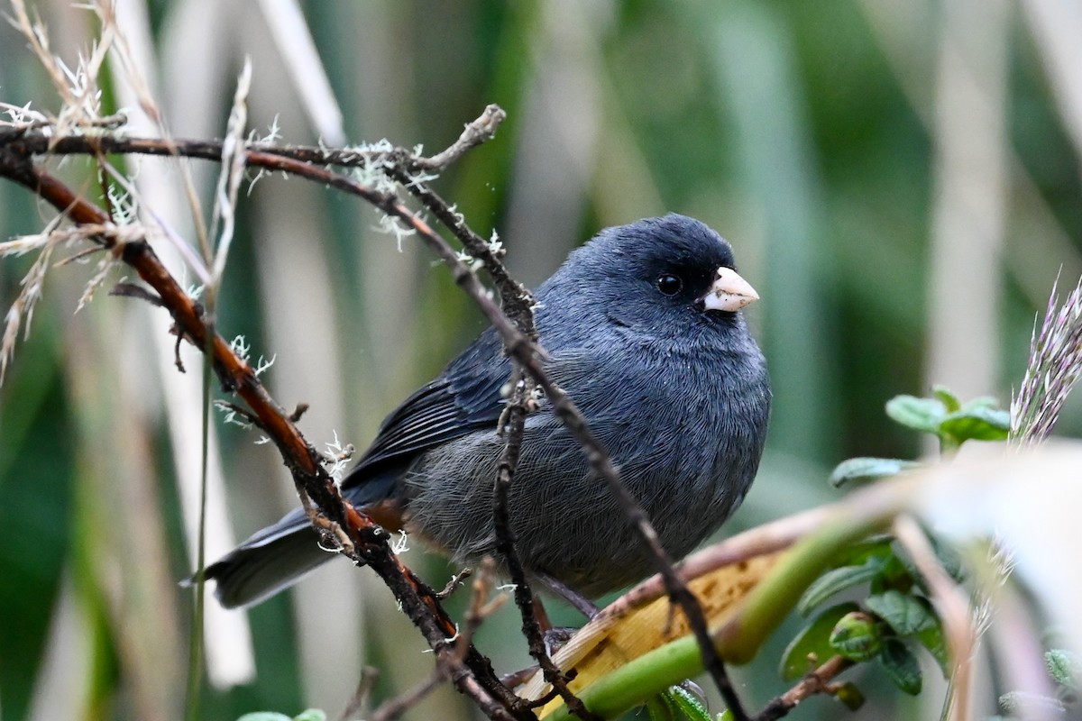 Paramo Seedeater - ML646745405