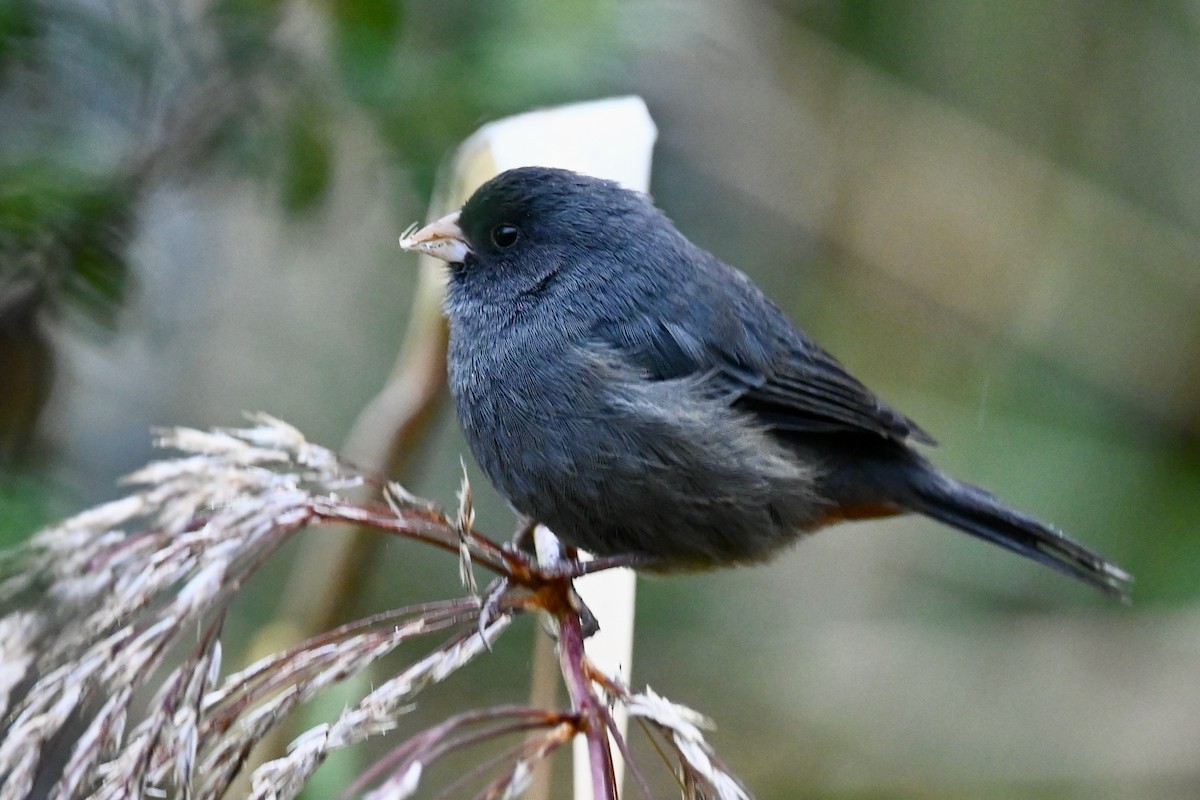 Paramo Seedeater - ML646745406