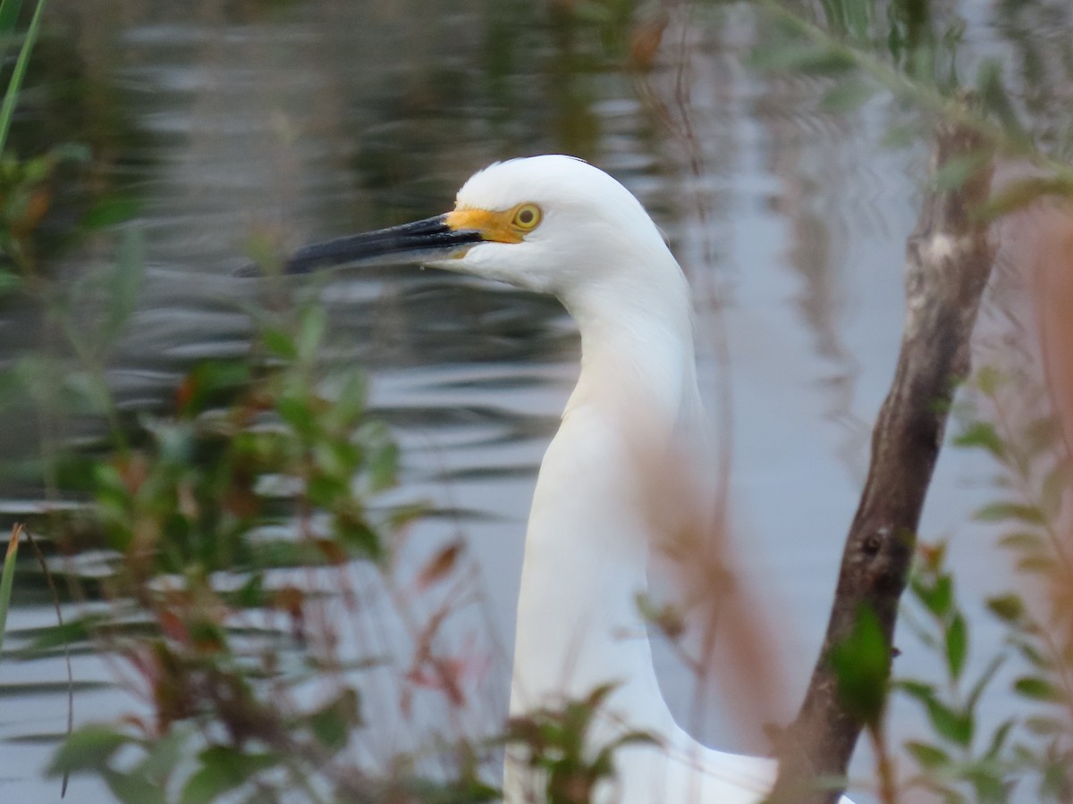 snøhegre - ML646745408