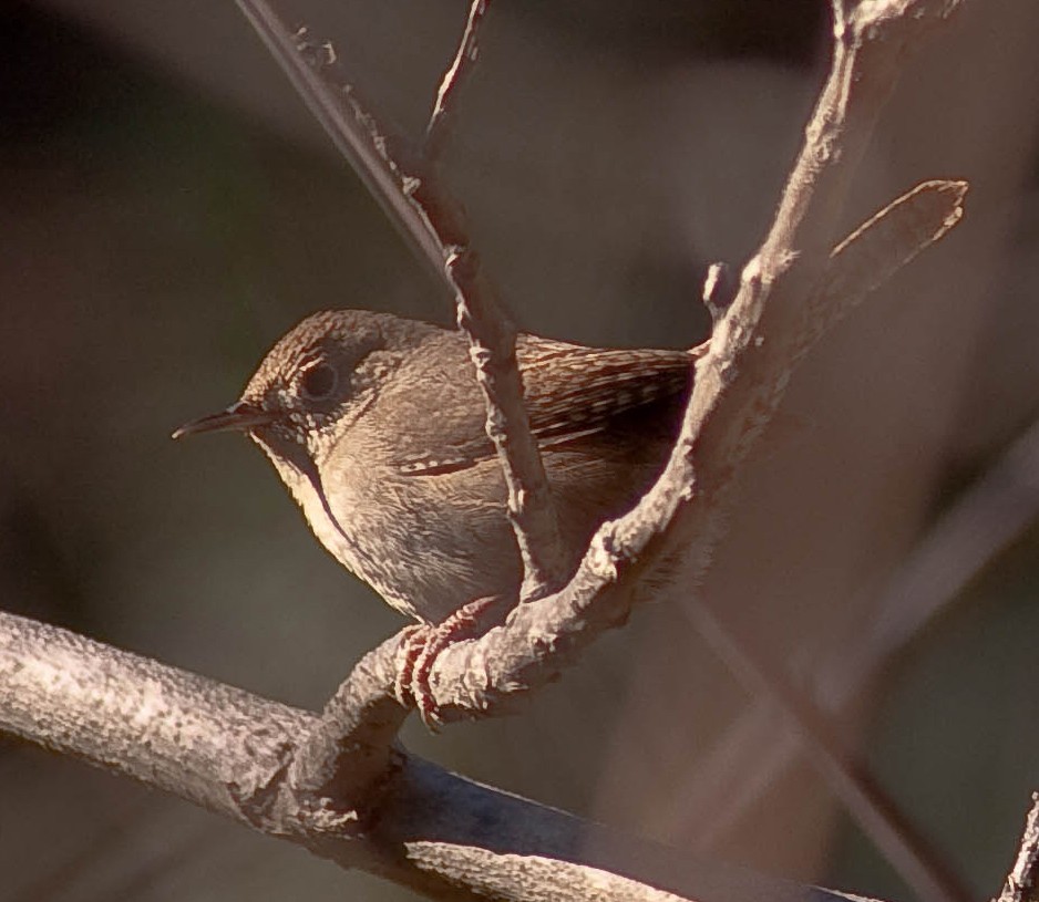 Northern House Wren - ML646745412