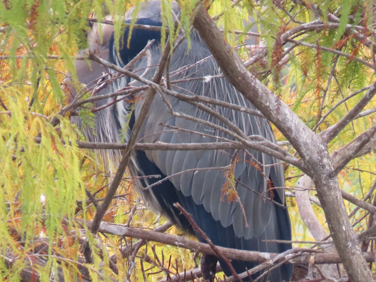 herodiashegre - ML646745413