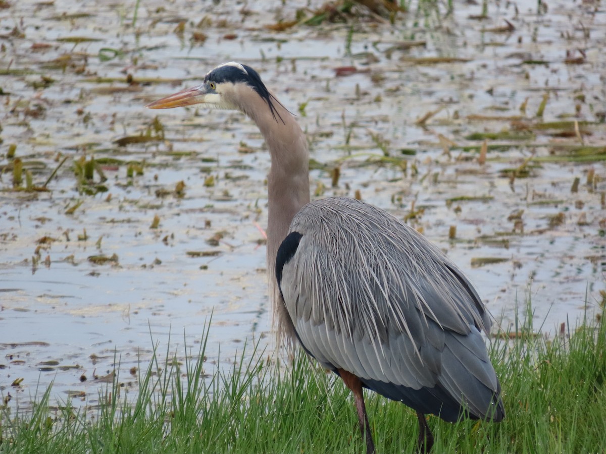 herodiashegre - ML646745414