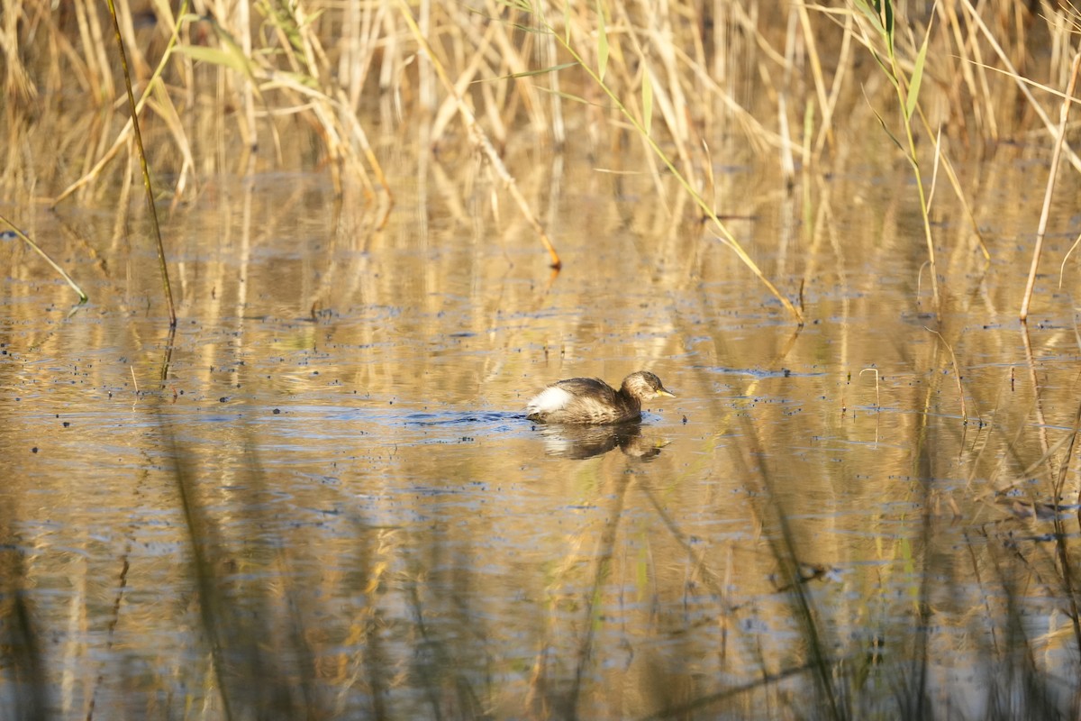 Хурган шунгуур - ML646745416