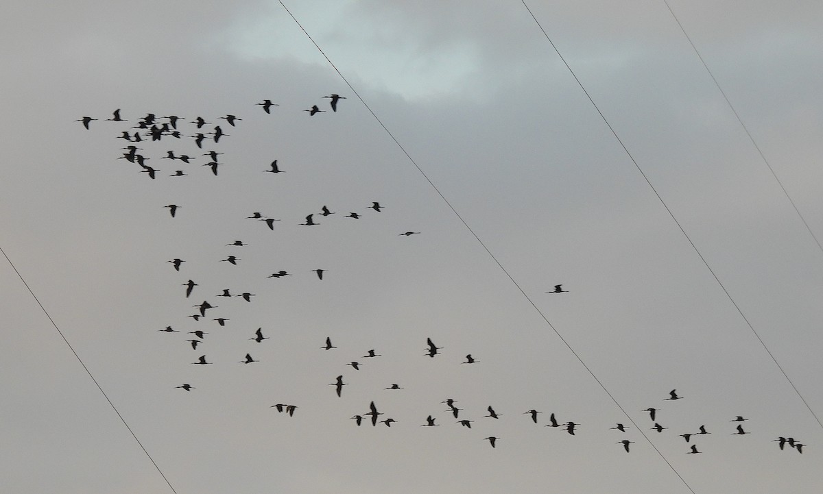 מגלן חום - ML646745419