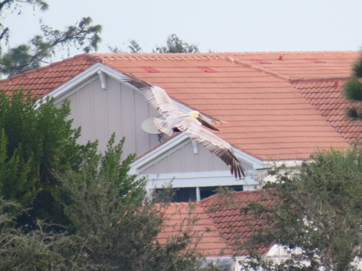 brunpelikan - ML646745427