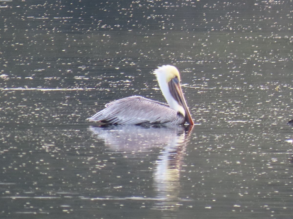 brunpelikan - ML646745428