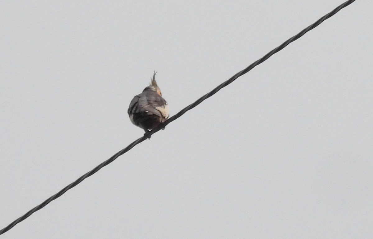 קוקטיל - ML646745429