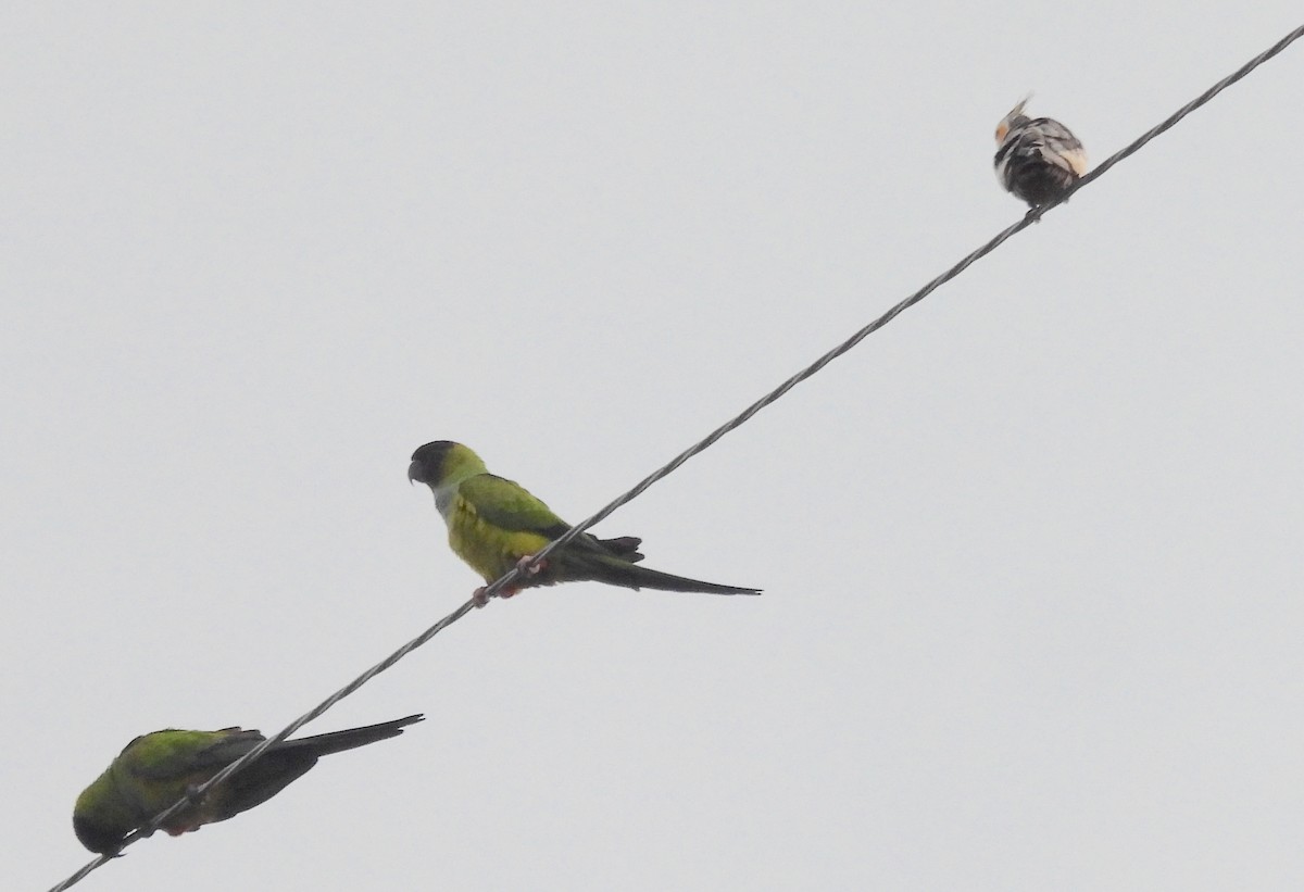 קוקטיל - ML646745431