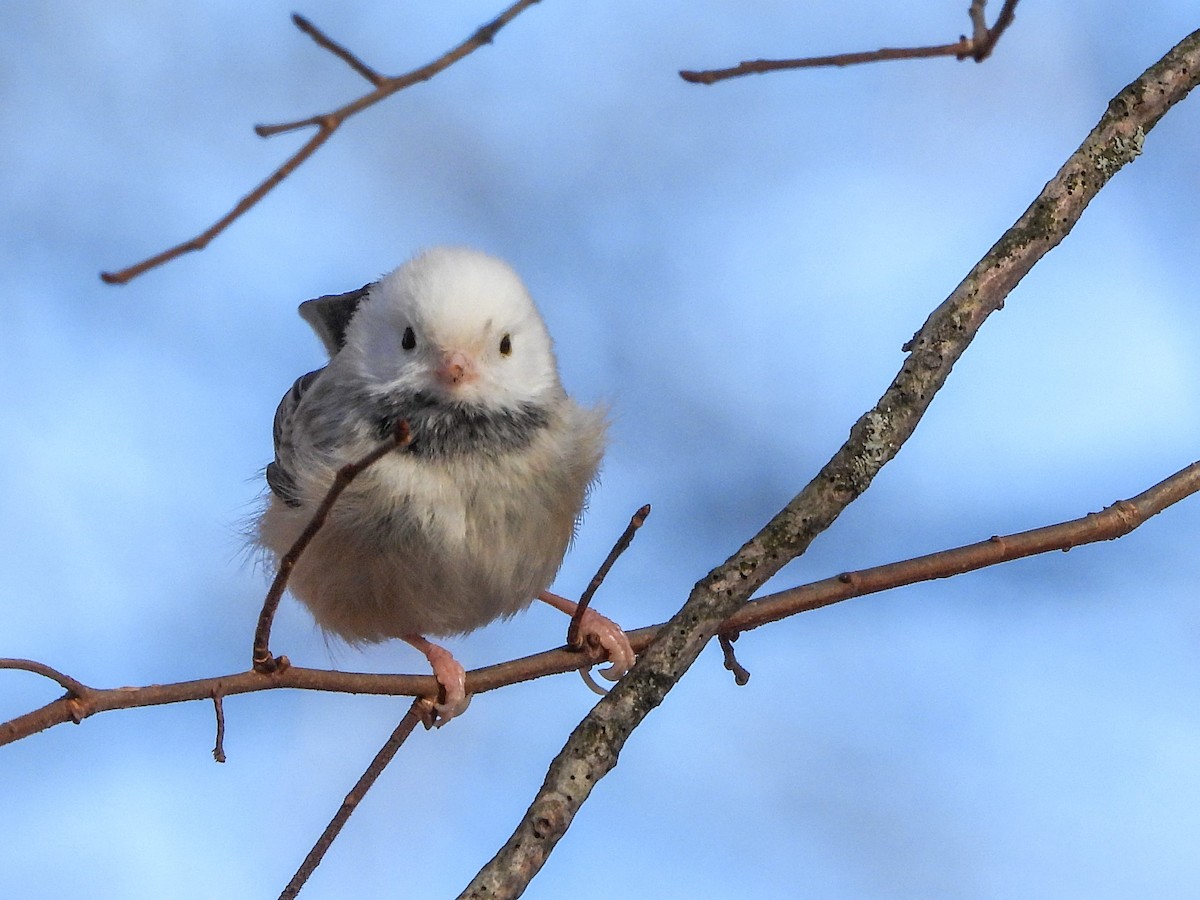 Black-capped Chickadee - ML646745432