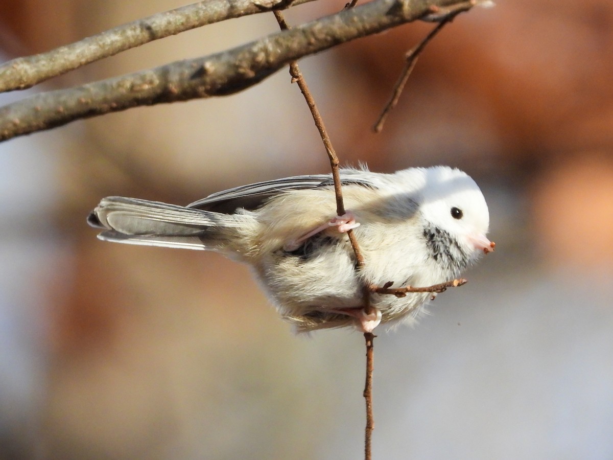 Black-capped Chickadee - ML646745433