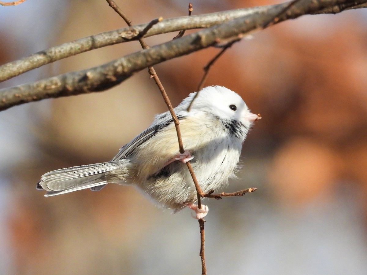 Black-capped Chickadee - ML646745434