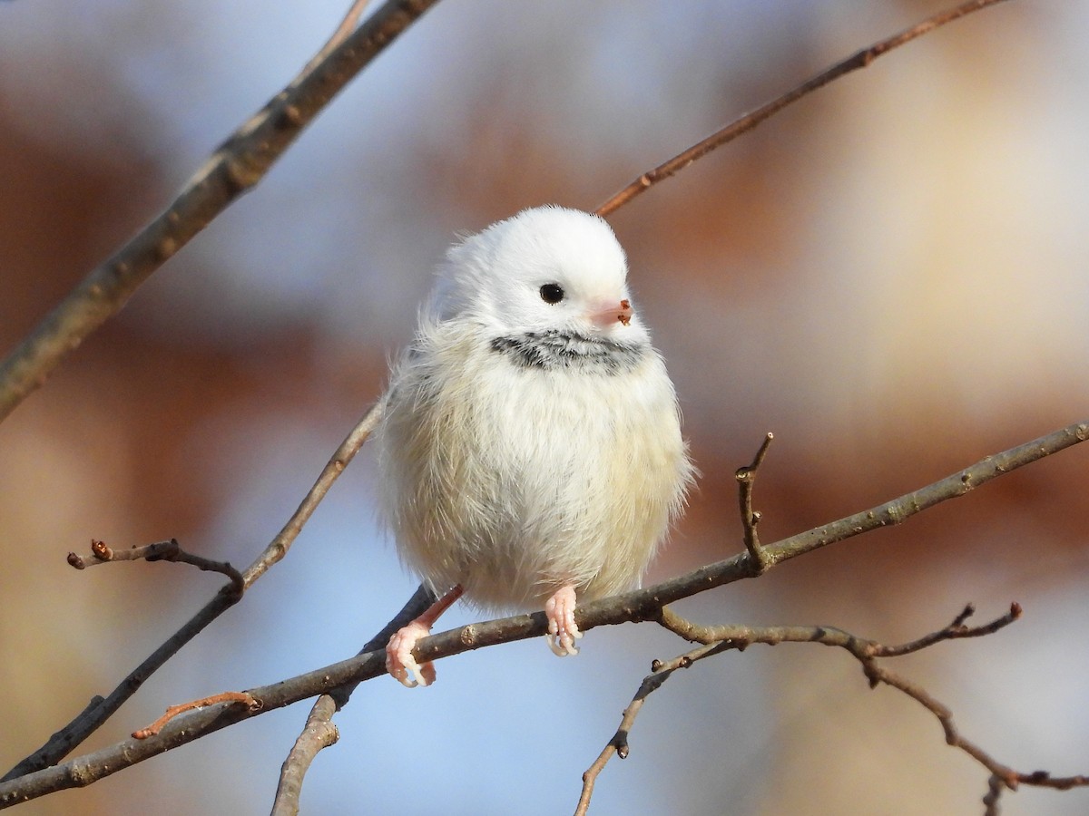Black-capped Chickadee - ML646745435