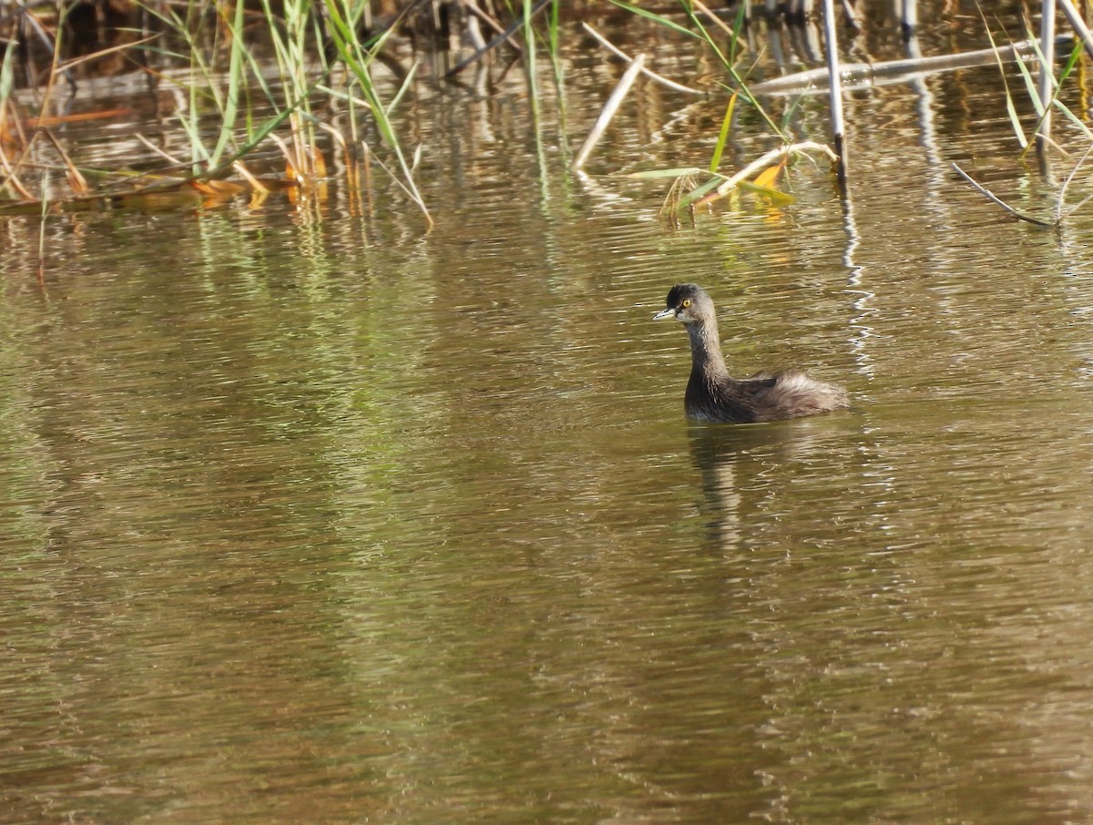Least Grebe - ML646745436