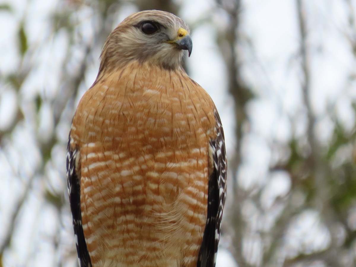 rødvingevåk - ML646745437