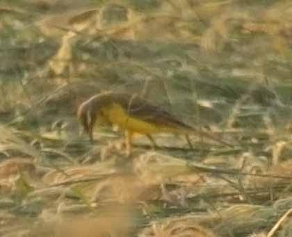 Жёлтая трясогузка (flava/beema) - ML646745438