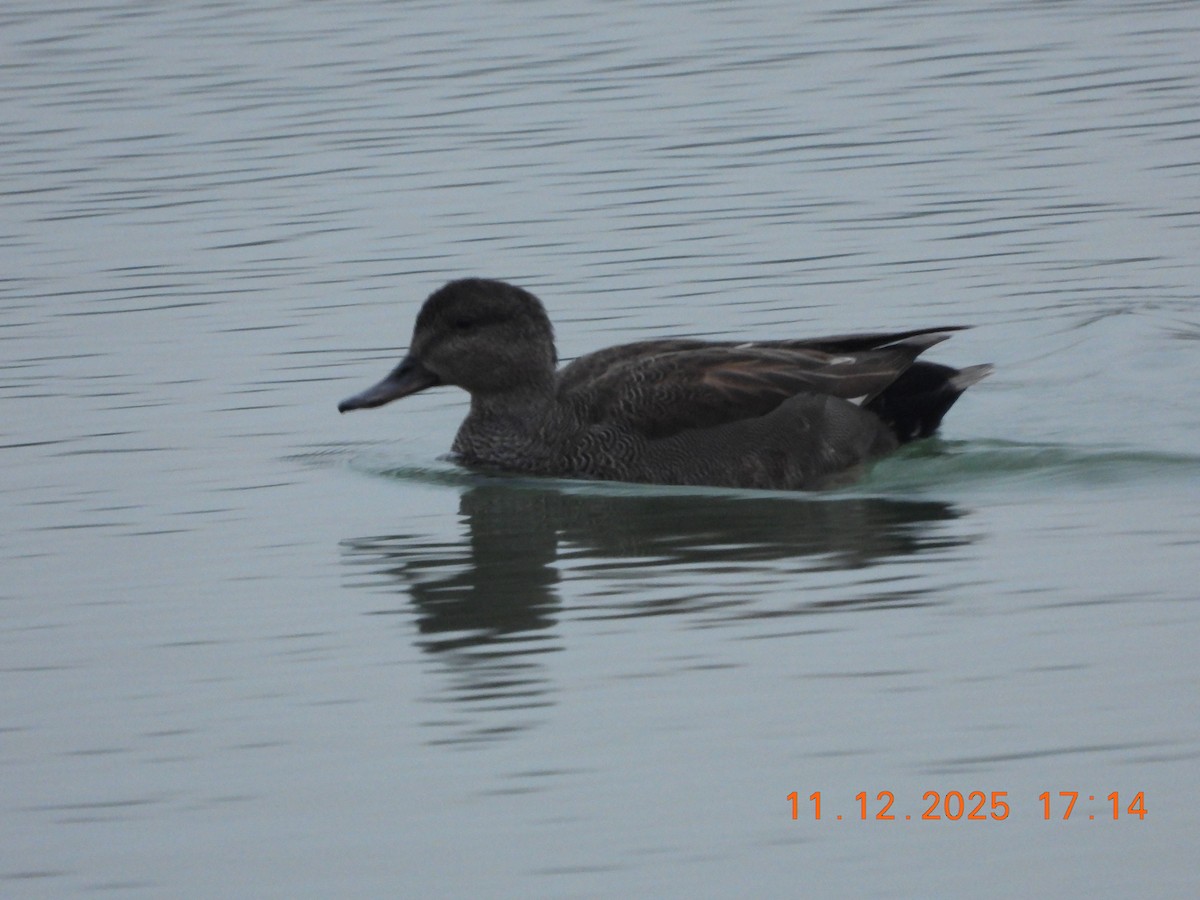 Canapiglia - ML646745443