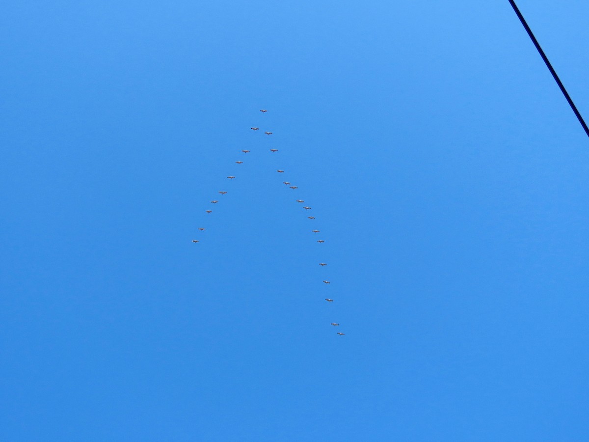 Grue du Canada - ML646745450