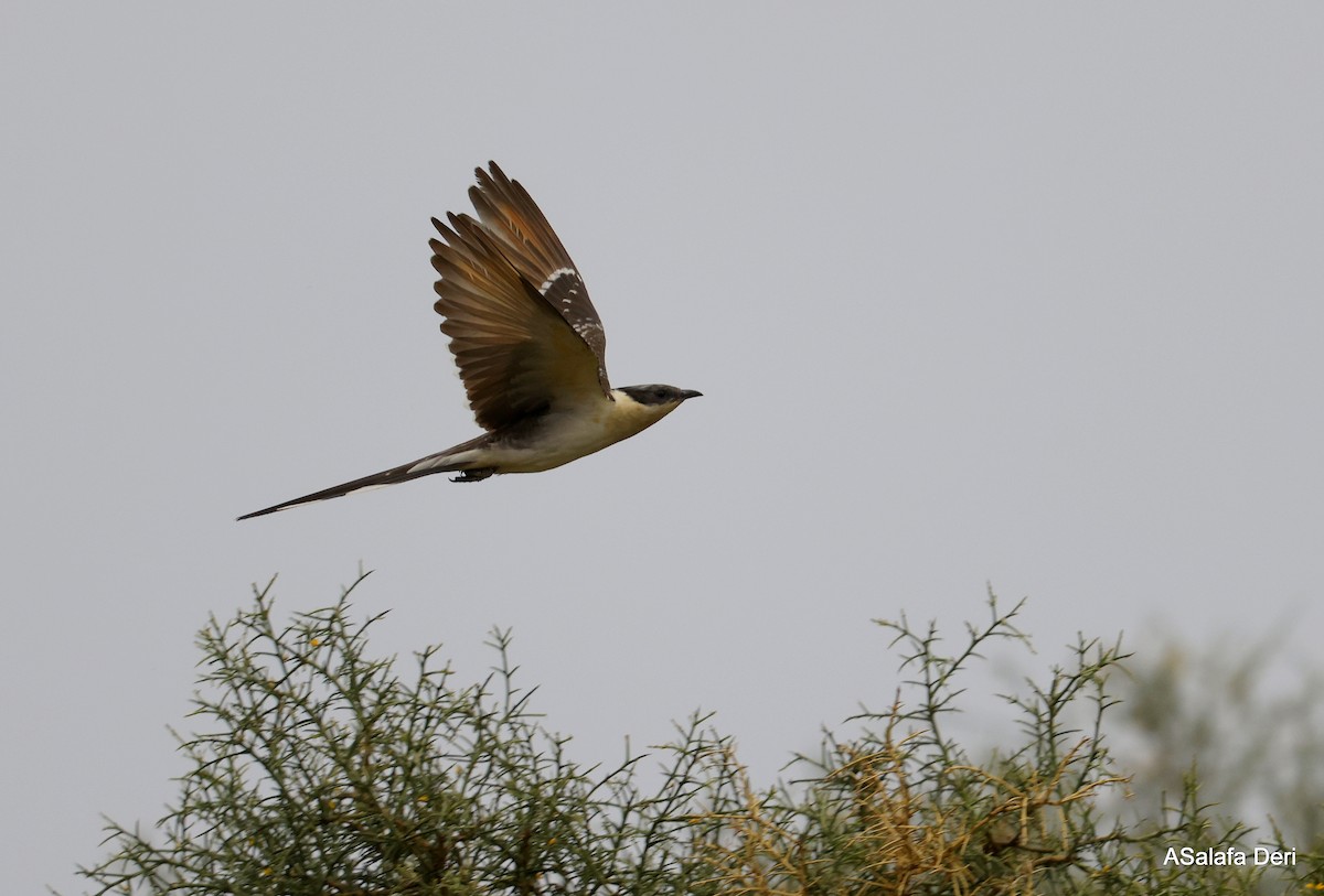 Tepeli Guguk - ML646745452