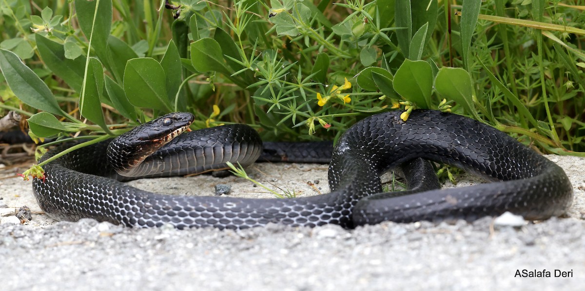 Kara Yılan - ML646745454