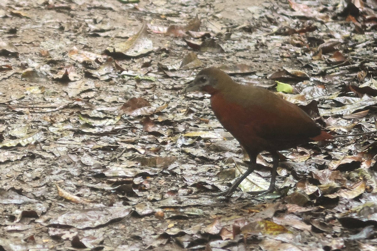 Madagascar Forest Rail - ML646745455