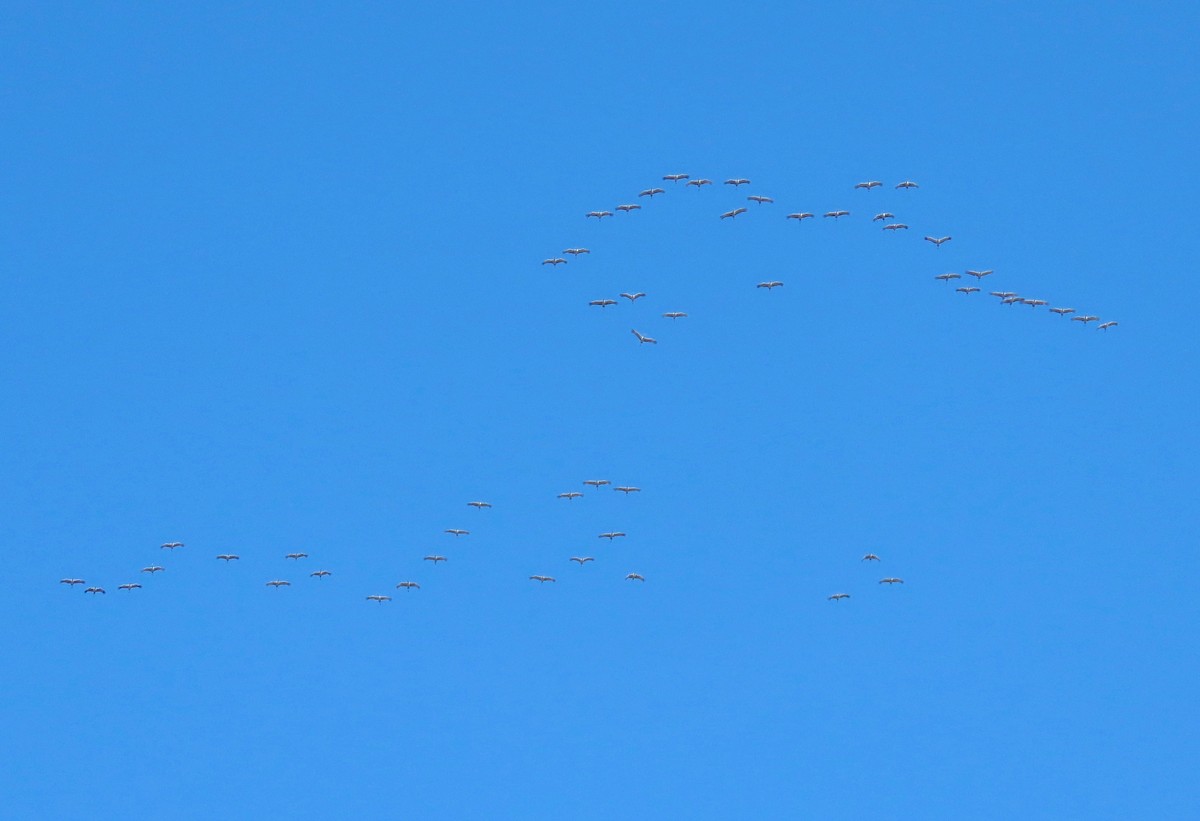 Grue du Canada - ML646745456