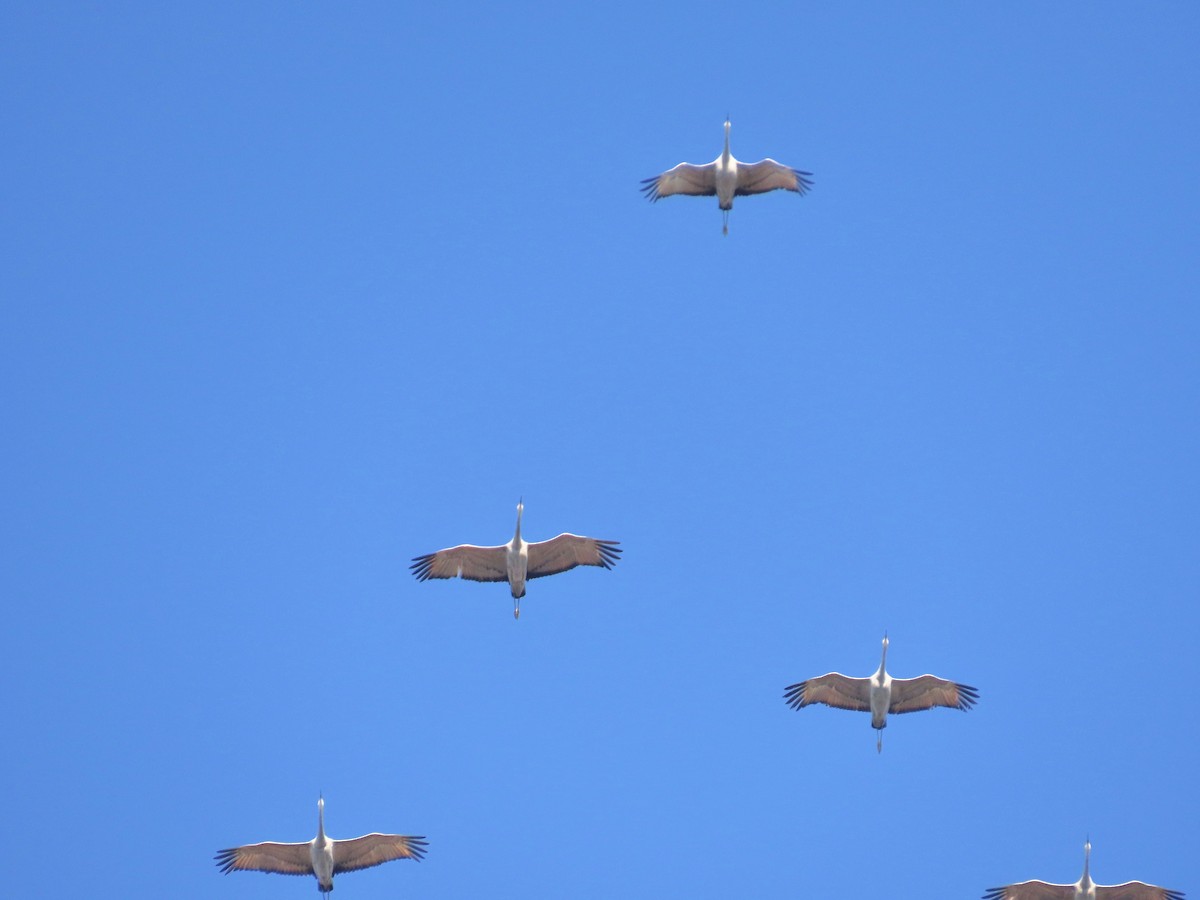 Grue du Canada - ML646745466