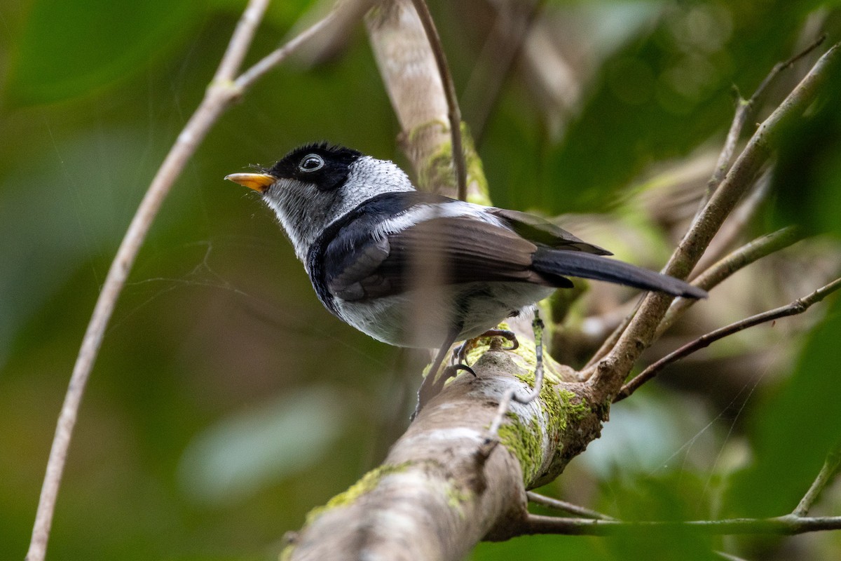 Pied Monarch - ML646745467