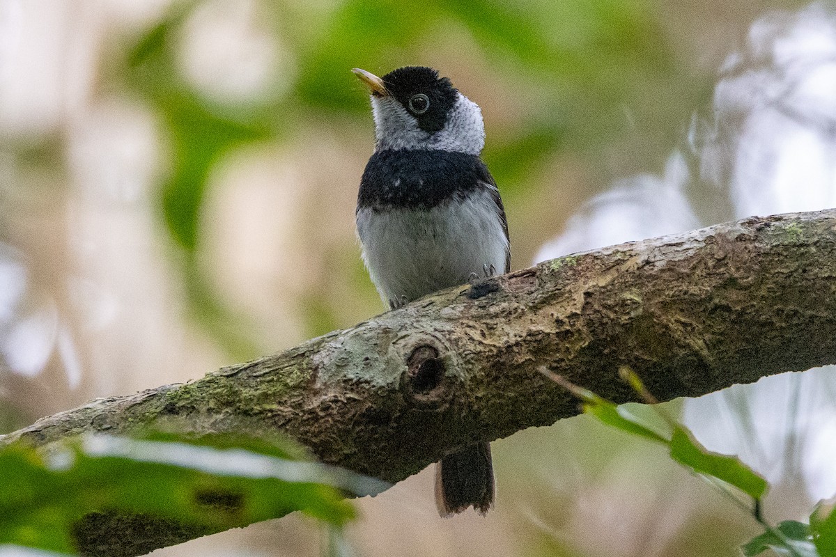 Pied Monarch - ML646745468