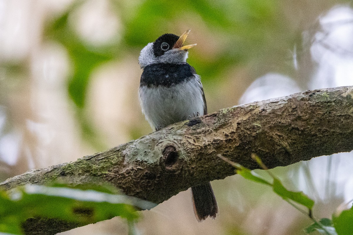 Pied Monarch - ML646745469