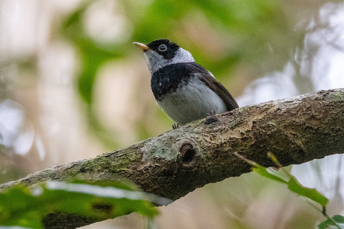 Pied Monarch - ML646745470