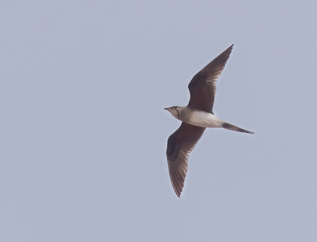 Collared Pratincole - ML646745472