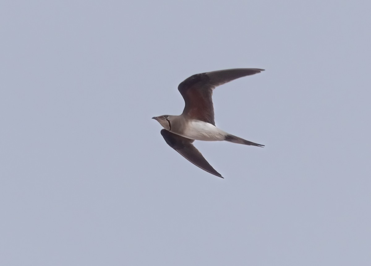 Collared Pratincole - ML646745473