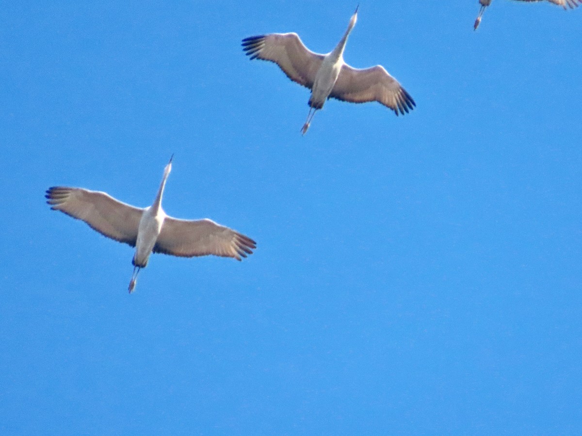 Grue du Canada - ML646745475