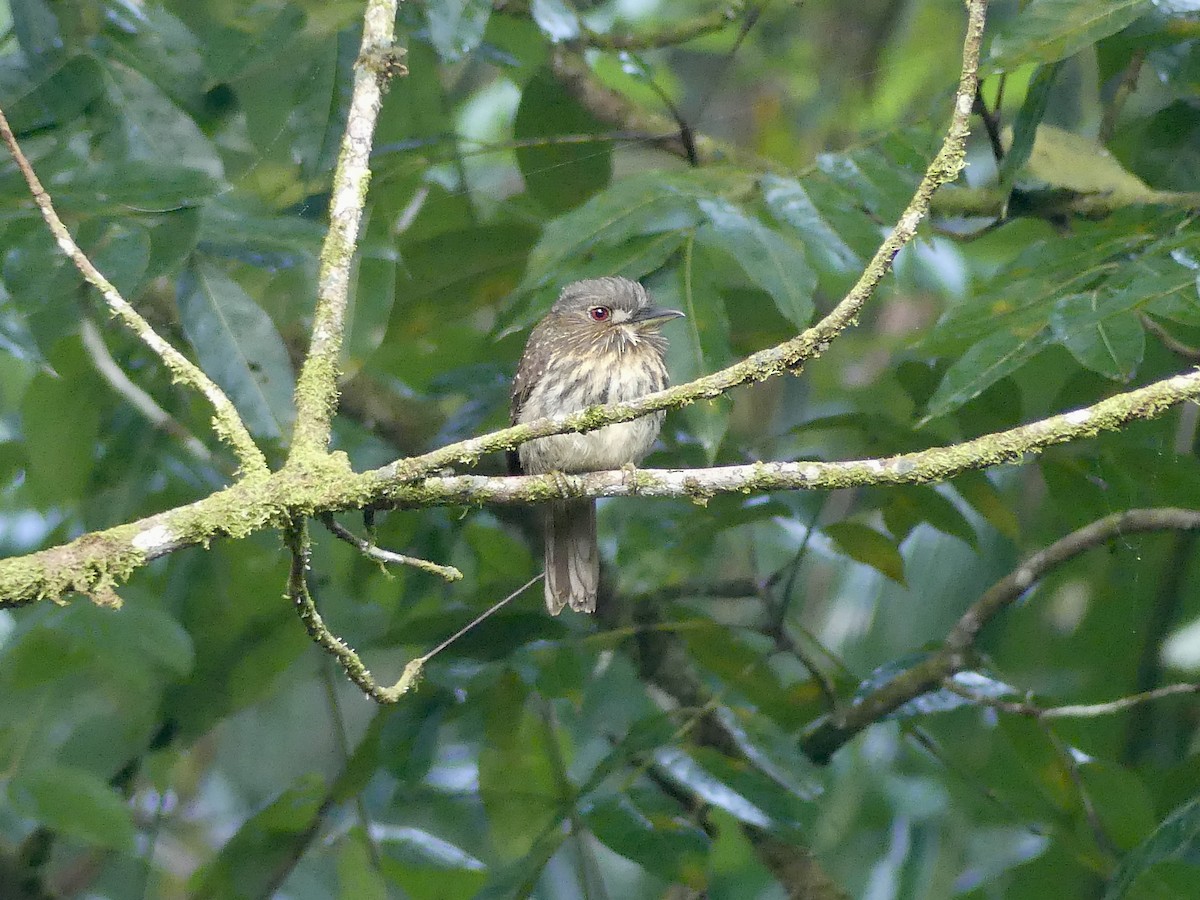 Таматія панамська - ML646745476