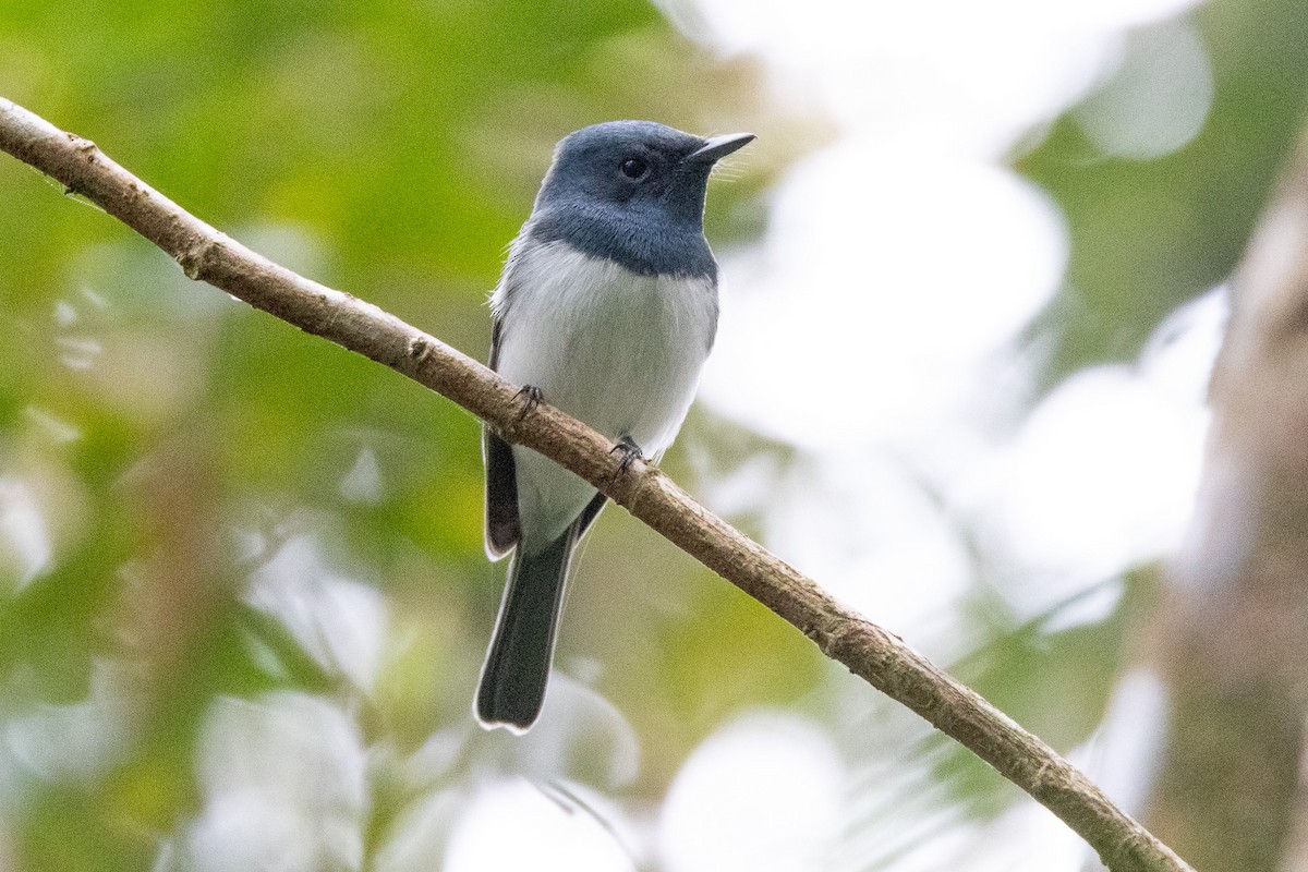 Leaden Flycatcher - ML646745480
