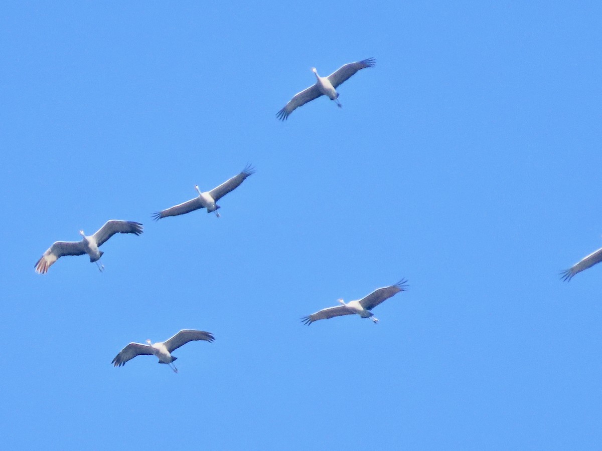 Grue du Canada - ML646745483